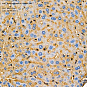 Антитела первичные, поликлональные, Apolipoprotein A I, 100 мкл