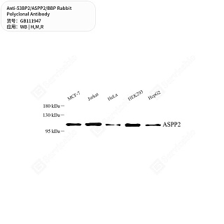 Антитела первичные, поликлональные кролика к 53BP2/ASPP2/BBP крысы, мыши, человека, 50 мкл