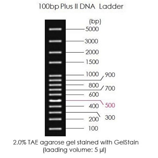 Маркеры молек. мас.ДНК, 100-5000 п.о., 100bp Plus II DNA Ladder, гот. к исп., 5 x 500 мкл