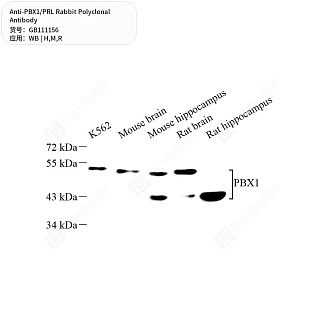 Антитела первичные, поликлональные кролика к PBX1/PRL крысы, мыши, человека, 50 мкл