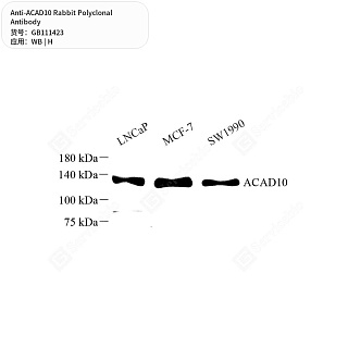 Антитела первичные, поликлональные кролика к ACAD10 человека, 50 мкл