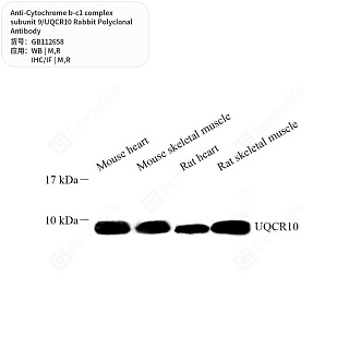 Антитела первичные, поликл. кролика к Cytochrome b-c1 complex subunit 9/UQCR10 крысы, мыши, 50 мкл