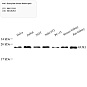 Антитела первичные, поликлональные, Guanylate kinase, 100 мкл