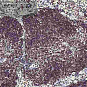 Антитела первичные, поликлональные, Histone H2A.X, 100 мкл