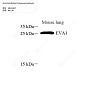 Антитела первичные, поликлональные кролика к EVA1 мыши, 100 мкл