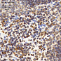 Антитела первичные, поликлональные, LSP1, 100 мкл