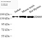 Антитела первичные, поликлональные, CD103, 100 мкл