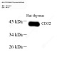 Антитела первичные, поликлональные кролика к CD32 крысы, 100 мкл