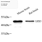 Антитела первичные, поликлональные, LHX5, 100 мкл
