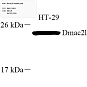 Антитела первичные, поликлональные, Dmac2l, 100 мкл