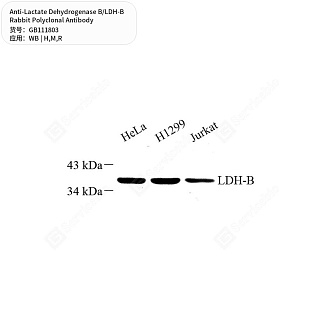 Антитела первичные, поликл. кролика к Lactate Dehydrogenase B/LDH-B крысы, мыши, человека, 50 мкл