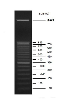 Маркеры молекулярной массы ДНК, 50-2500 п.о., 50 DNA Ladder (17 фрагментов), 50 мкг