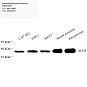 Антитела первичные, поликлональные, DolP-glucosyltransferase, 100 мкл