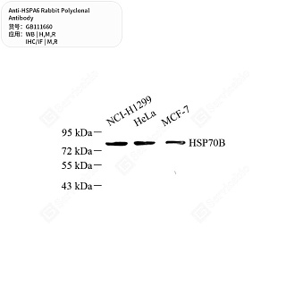 Антитела первичные, поликлональные кролика к HSPA6 крысы, мыши, человека, 50 мкл