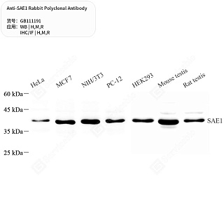 Антитела первичные, поликлональные кролика к SAE1 крысы, мыши, человека, 50 мкл