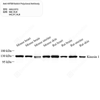 Антитела первичные, поликлональные кролика к KIF5B крысы, мыши, 50 мкл