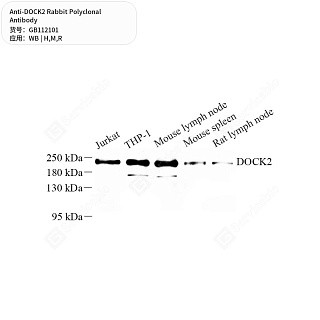 Антитела первичные, поликлональные кролика к DOCK2 крысы, мыши, человека, 50 мкл