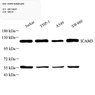 Антитела первичные, поликлональные кролика к ICAM3 человека, 100 мкл