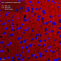 Антитела первичные, поликлональные, Synaptophysin, 100 мкл