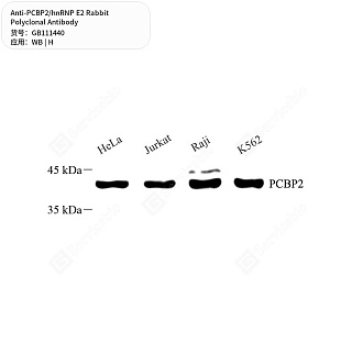 Антитела первичные, поликлональные кролика к PCBP2/hnRNP E2 человека, 50 мкл