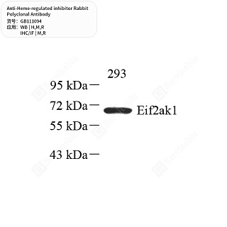 Антитела первичные, поликлональные кролика к Heme-regulated inhibitor крысы, мыши, человека, 50 мкл