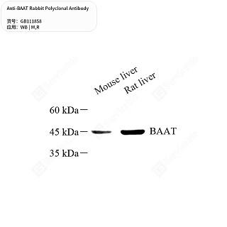Антитела первичные, поликлональные кролика к BAAT крысы, мыши, 50 мкл