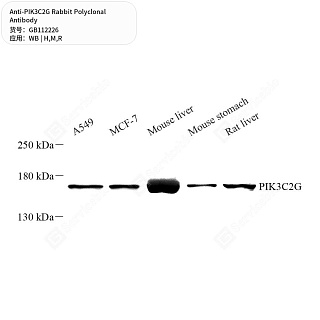 Антитела первичные, поликлональные кролика к PIK3C2G крысы, мыши, человека, 50 мкл