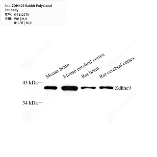 Антитела первичные, поликлональные кролика к ZDHHC9 крысы, мыши, 50 мкл