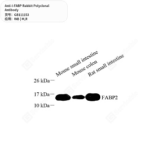 Антитела первичные, поликлональные кролика к I-FABP крысы, мыши, 50 мкл