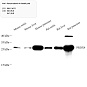 Антитела первичные, поликлональные, Peroxiredoxin 4, 100 мкл