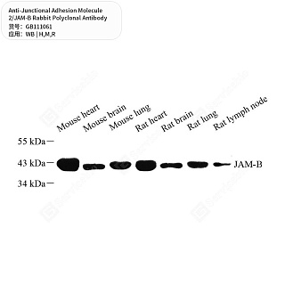 Антитела первичные, пол. крол. к Junctional Adhesion Molecule 2/JAM-B крысы, мыши, человека, 50 мкл