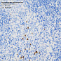 Антитела первичные, моноклональные, Myeloperoxidase, 100 мкл