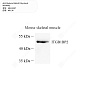 Антитела первичные, поликлональные кролика к Melusin мыши, 100 мкл