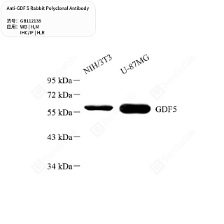 Антитела первичные, поликлональные кролика к GDF 5 крысы, мыши, человека, 50 мкл