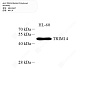 Антитела первичные, поликлональные кролика к TRIM14 человека, 50 мкл