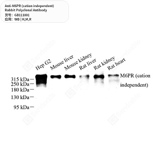 Антитела первичные, поликл. кролика к M6PR (cation independent) крысы, мыши, человека, 50 мкл
