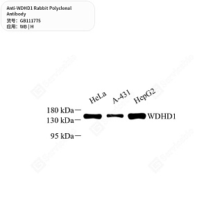 Антитела первичные, поликлональные кролика к WDHD1 человека, 50 мкл