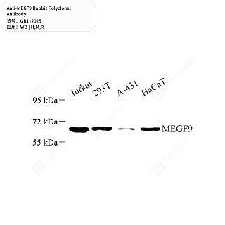 Антитела первичные, поликлональные кролика к MEGF9 крысы, мыши, человека, 50 мкл
