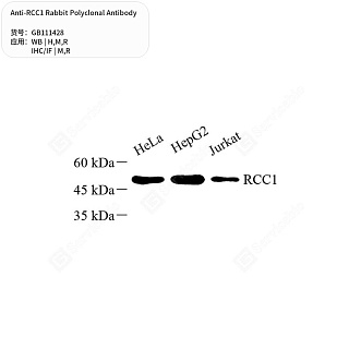 Антитела первичные, поликлональные кролика к RCC1 крысы, мыши, человека, 50 мкл