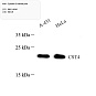 Антитела первичные, поликлональные, Cystatin S, 100 мкл