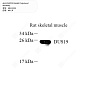 Антитела первичные, поликлональные кролика к DUSP19 крысы, 50 мкл