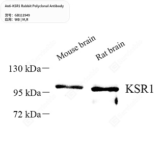 Антитела первичные, поликлональные кролика к KSR1 крысы, мыши, 50 мкл