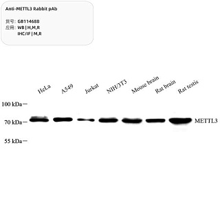 Антитела первичные, поликлональные кролика к METTL3 крысы, мыши, человека, 100 мкл