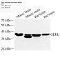 Антитела первичные, поликлональные, Glutamine Synthetase, 100 мкл