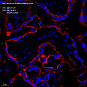 Антитела первичные, моноклональные, Annexin-4/ANXA4, 100 мкл