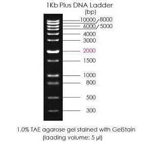 Маркеры молекулярной массы ДНК, 300-10000 п.о., 1 Kb Plus DNA Ladder, готовые к использ., 500 мкл