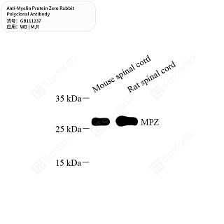Антитела первичные, поликлональные кролика к Myelin Protein Zero крысы, мыши, 50 мкл