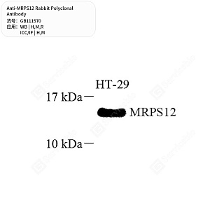 Антитела первичные, поликлональные кролика к MRPS12 крысы, мыши, человека, 50 мкл