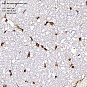 Антитела первичные, поликлональные, Neurotensin, 100 мкл