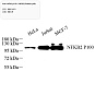 Антитела первичные, поликлональные, NFkB p100/p52, 100 мкл